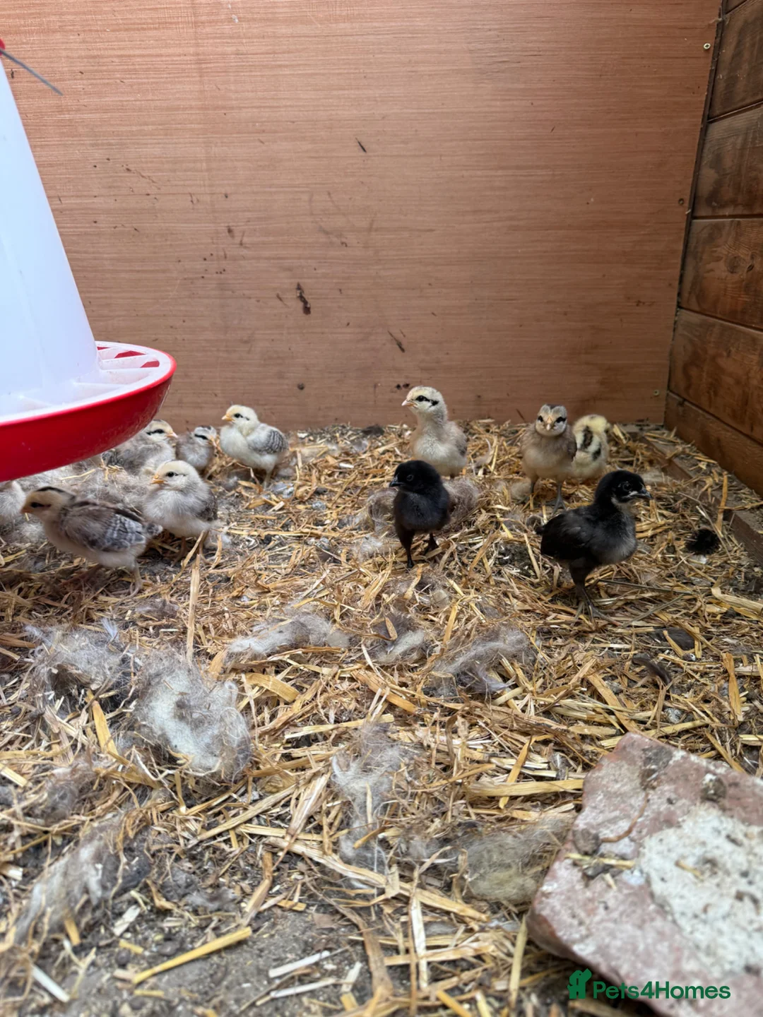 Chickens poultry for sale: 2-3 wk old unsexed hybrid chicks in Canterbury - Advert 2