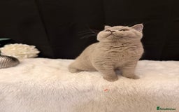 British Shorthair cats for sale: FULL PEDIGREE, REGISTERED BSH - Image 12