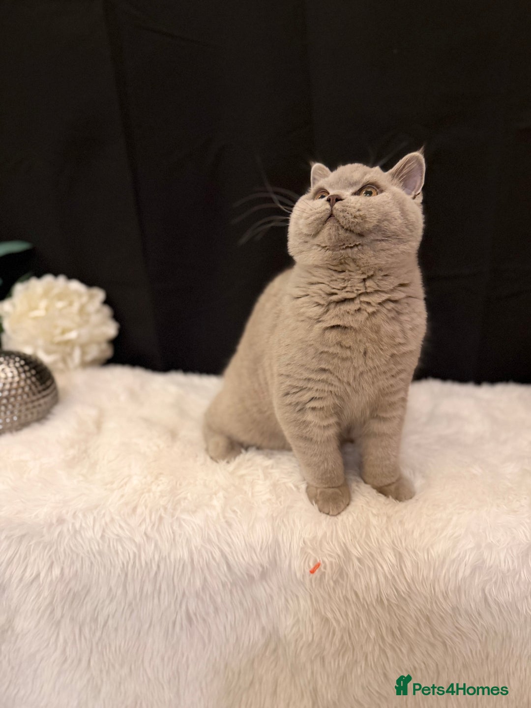 British Shorthair cats for sale: FULL PEDIGREE, REGISTERED BSH - Image 12