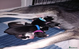 Siberian Husky dogs for sale: Husky  - Image 1
