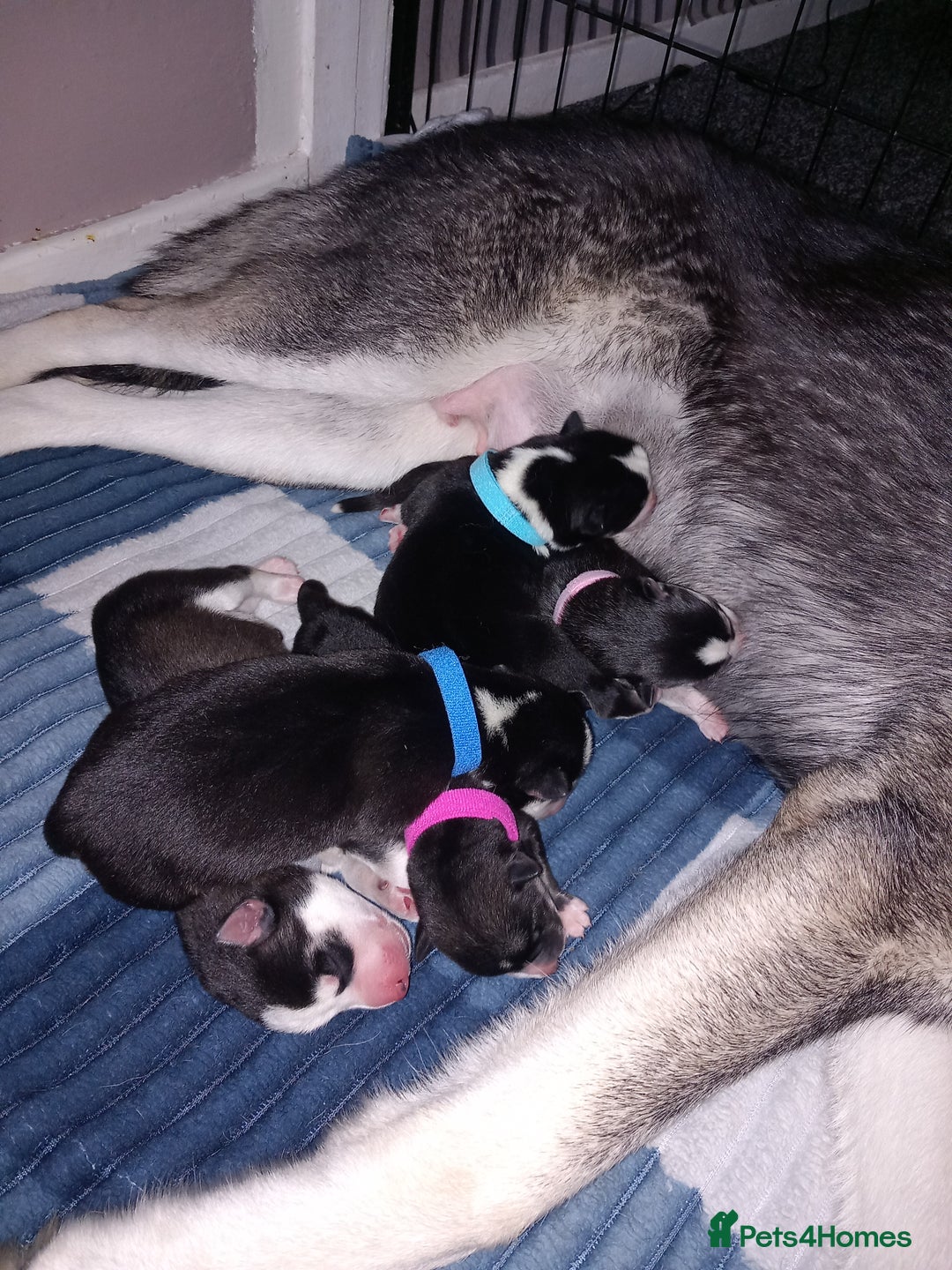 Siberian Husky dogs for sale: Husky  - Image 1