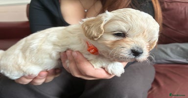 Shihpoo dogs in Burnham-on-Crouch - Advert 14