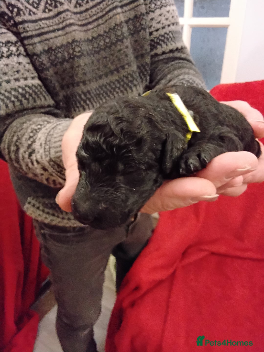 Standard Poodle dogs for sale: Beautiful KC Reg Standard Poodle Puppies - Advert 3