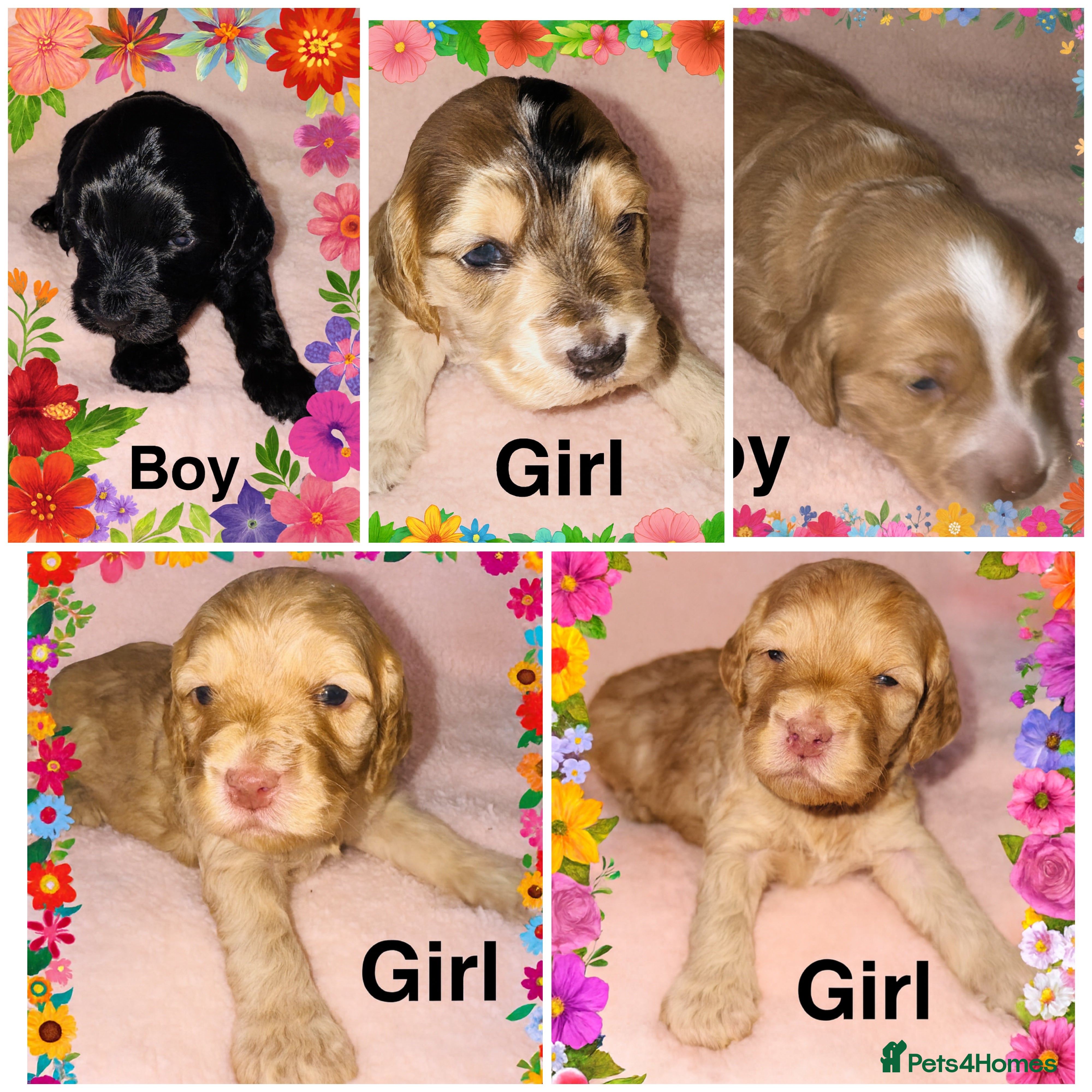 Cockapoo dogs ❤️DNA Tested Rare Sable Cockapoos, Ready 5th Feb  - Advert 6