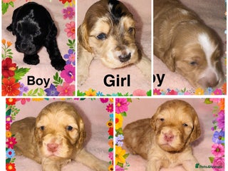 Cockapoo dogs ❤️DNA Tested Rare Sable Cockapoos, Ready 5th Feb - Advert 6