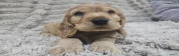 Cocker Spaniel dogs for sale: ​Gorgeous Cocker Spaniel Puppies Sna health tested - Advert 10