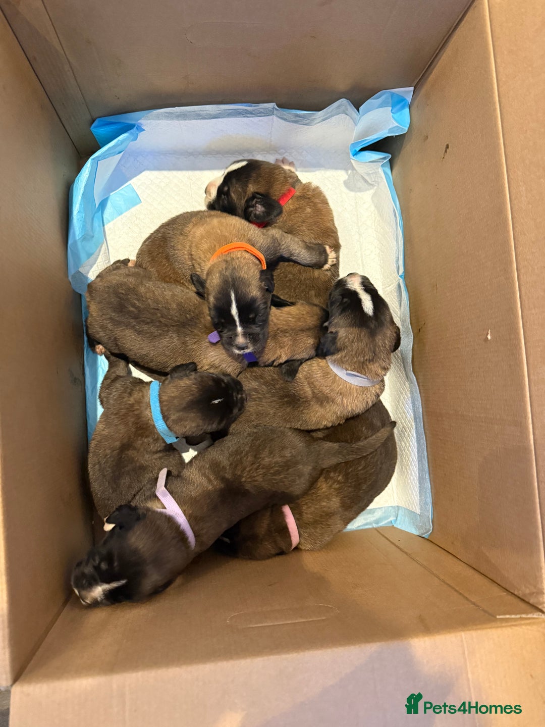 Mixed Breed dogs for sale: Saint Mastiffs for sale - Image 2