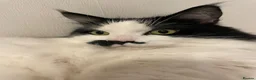 Mixed Breed cats for sale: 2 Adult Cats For Adoption  - Advert 5