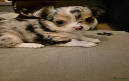 Chihuahua dogs for sale: Chihuahua Females - Merle - Image 7