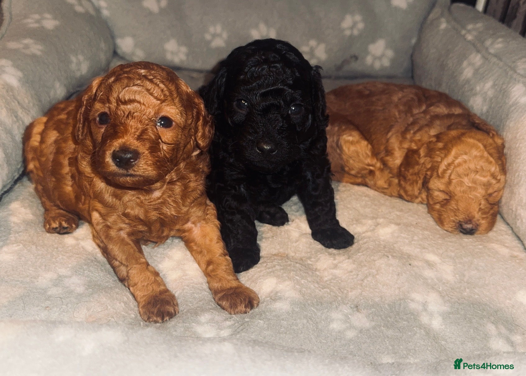 Toy Poodle dogs Health tested Toy poodle puppies! 😍🔥🤩!!! - Advert 12