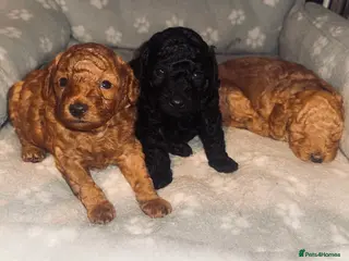 Toy Poodle dogs Health tested Toy poodle puppies! 😍🔥🤩!!! - Advert 12