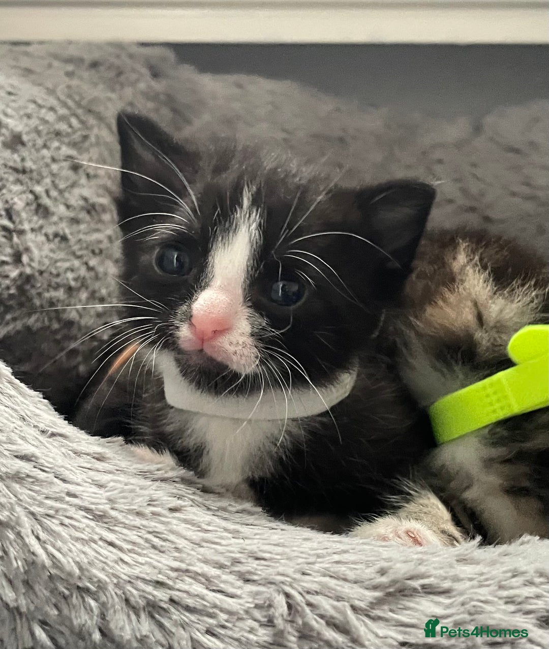 Mixed Breed cats for sale: 4 Beautiful Kitten - Advert 12