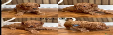 Blue boy
