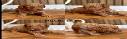 Cockapoo dogs for sale: READY TO LEAVE. LAST GIRL AVAILABLE  - Advert 14