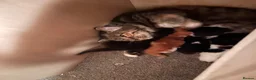 Mixed Breed cats for sale: 🐾 4 Male Kittens Looking for Loving Homes 🐾  - Advert 10