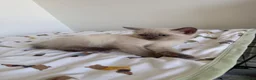 Ragdoll cats for sale: Ragdoll x kittens for sale  in Bristol - Advert 13