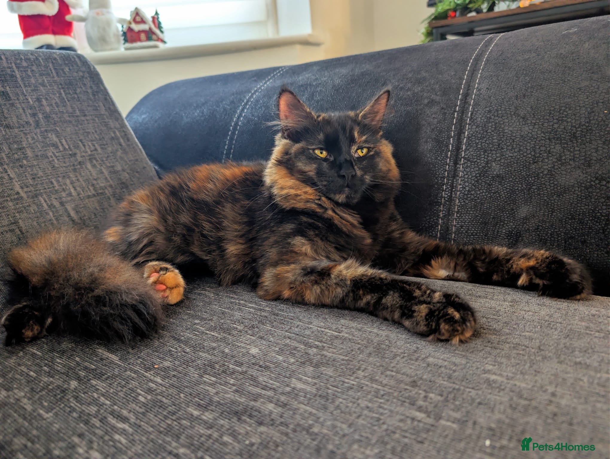 Mixed Breed cats 🐾 Rare Fluffy Maine Coon Type Kittens ⭐ - Advert 1
