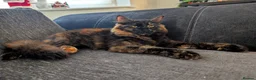 Mixed Breed cats for sale: 🐾 Rare Fluffy Maine Coon Type Kittens ⭐ in Waltham Cross - Advert 1