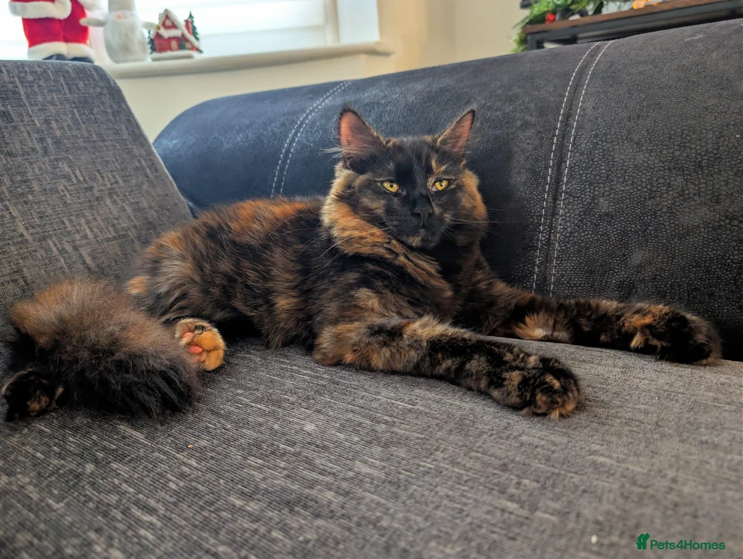 Mixed Breed cats for sale: 🐾 Rare Fluffy Maine Coon Type Kittens ⭐ in Waltham Cross - Advert 1