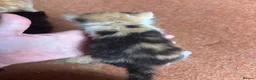 Mixed Breed cats for sale: Beautiful Calico & Ginger Kittens. Ready in 3 week - Advert 8