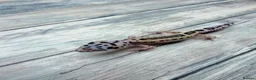 Leopard Gecko reptiles for sale: Reptile rack and breeding groups available  - Advert 13