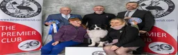 Border Collie dogs for sale: Stunning Champion line puppies  - Advert 23