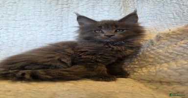 Maine Coon cats - Advert 3