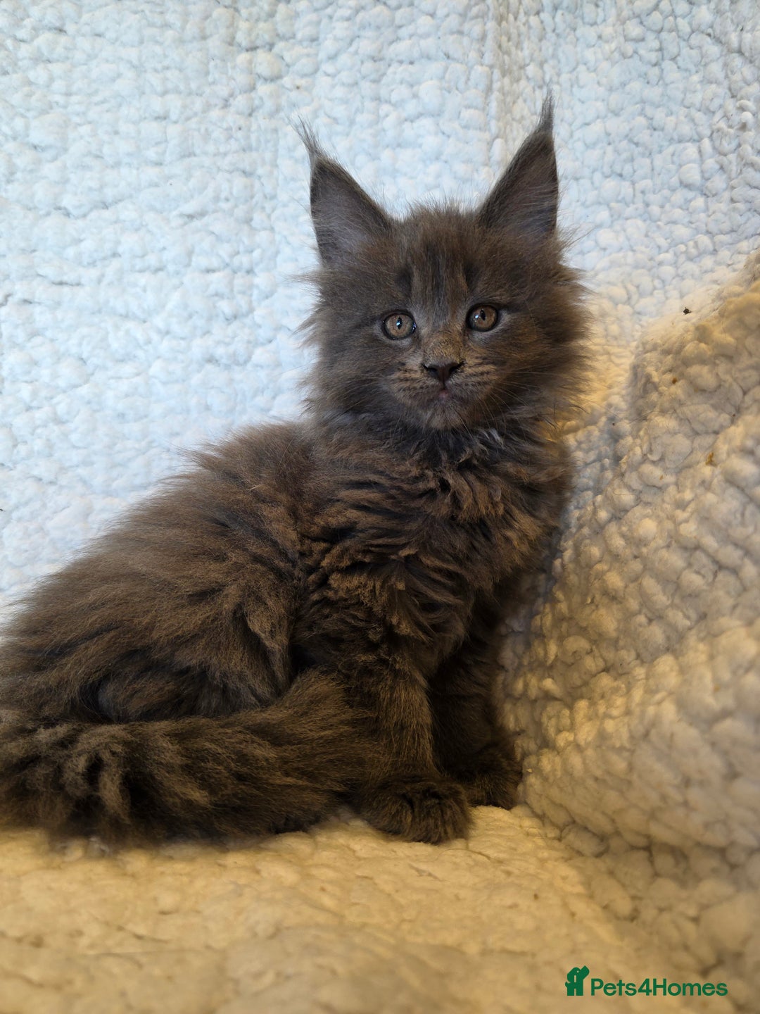 Maine Coon cats for sale: 4 x large bundles of fun - Image 2