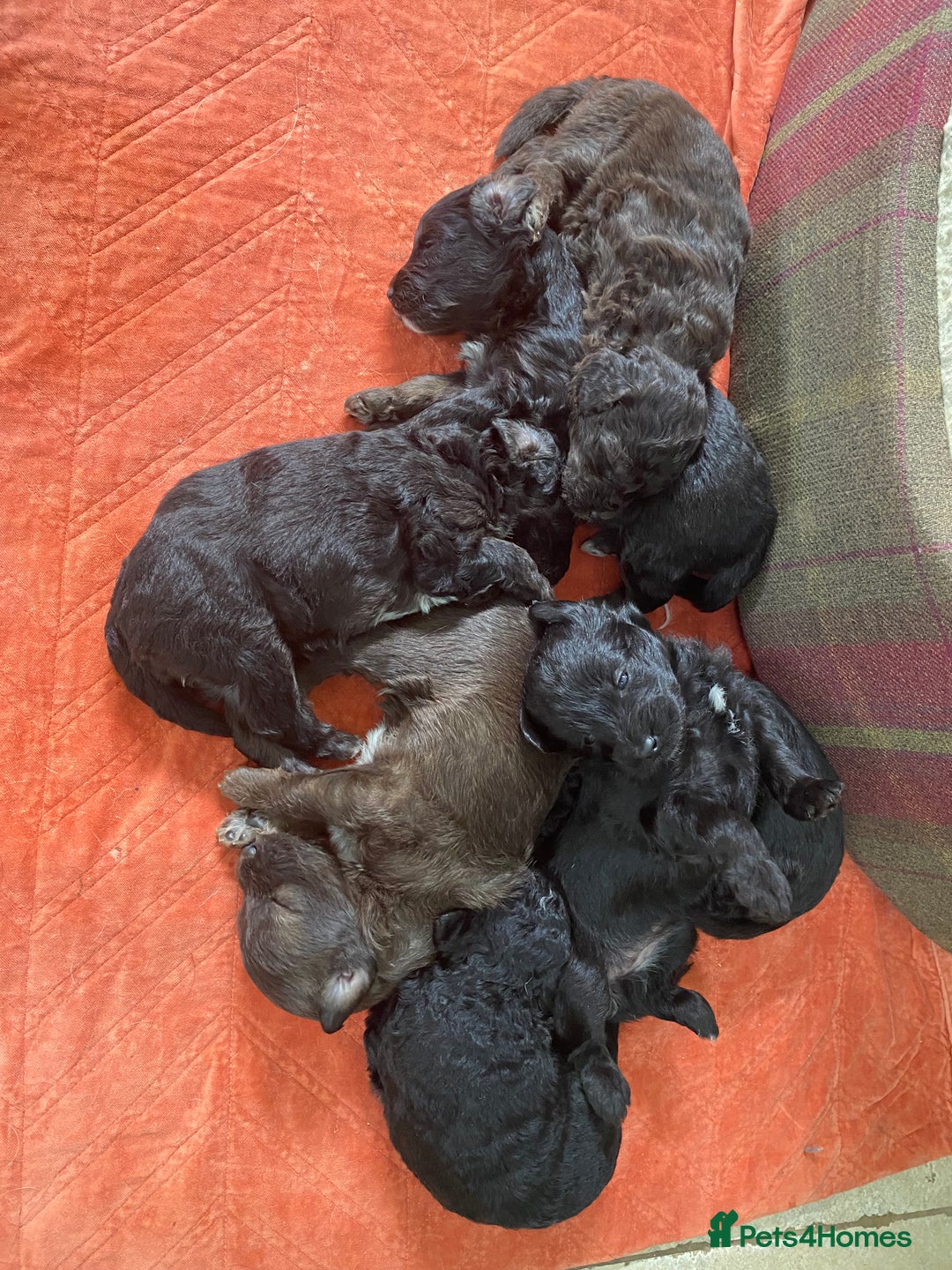 Mixed Breed dogs for sale: Gorgeous Cockapoo/Jackapoo Puppies - Image 13