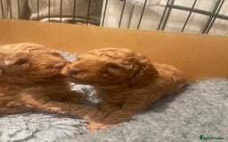 Cockapoo dogs for sale: Cockapoo’s  for sale - Image 4