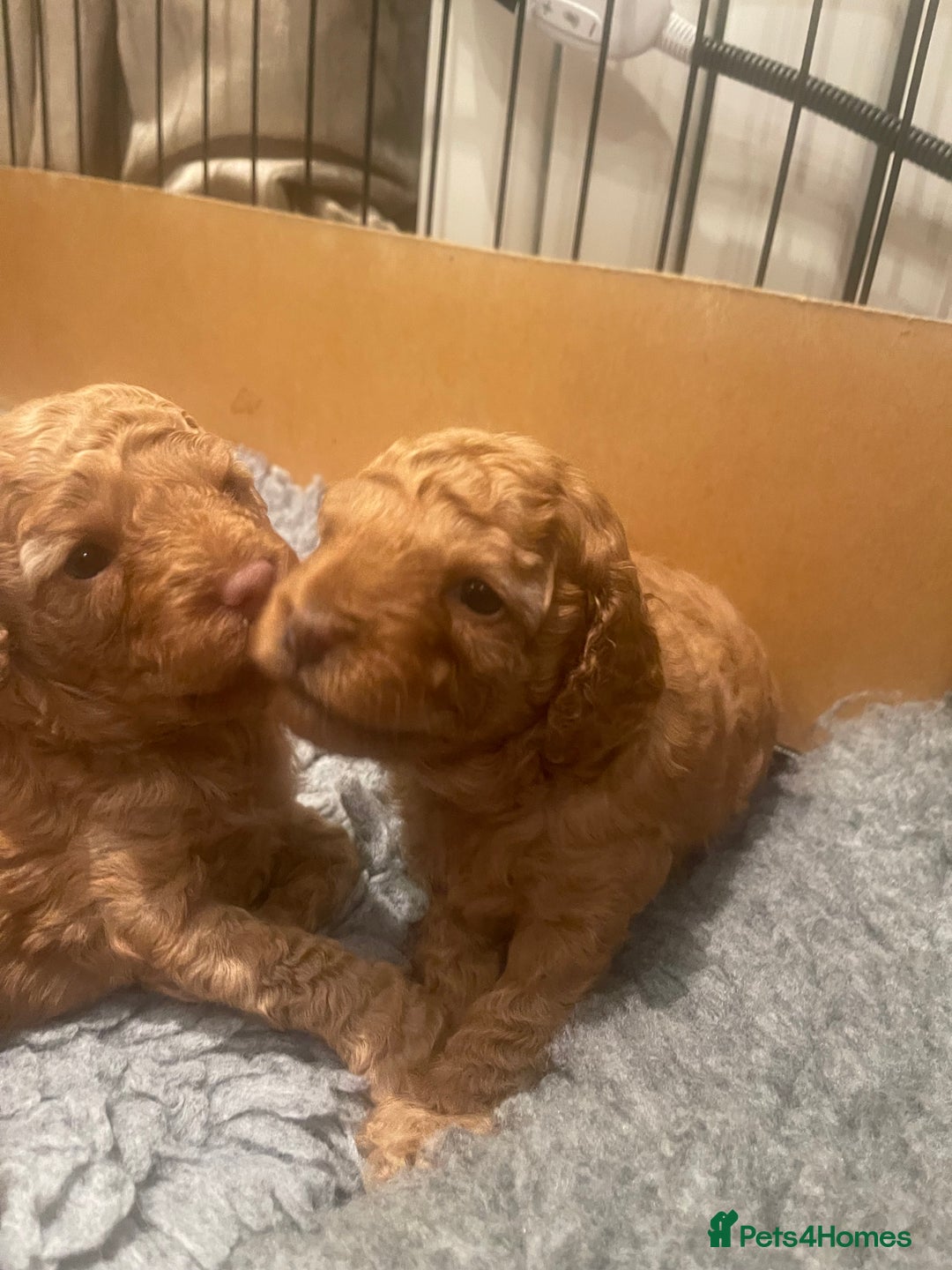 Cockapoo dogs for sale: Cockapoo’s  for sale - Image 4