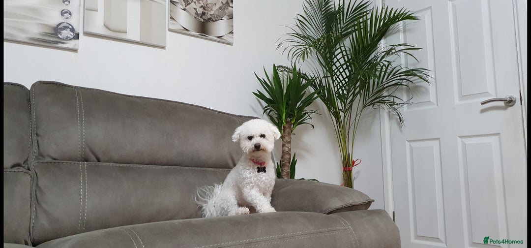 Bichon Frise dogs for sale: Sweet Bichon Frise puppies- Champion Bloodline  - Advert 23