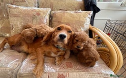 Cockapoo dogs for sale: F1 apricot cockapoos  - Image 2