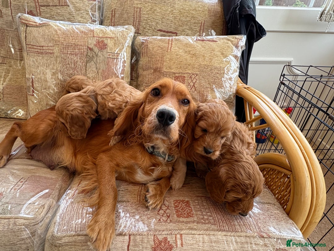 Cockapoo dogs for sale: F1 apricot cockapoos  - Image 2