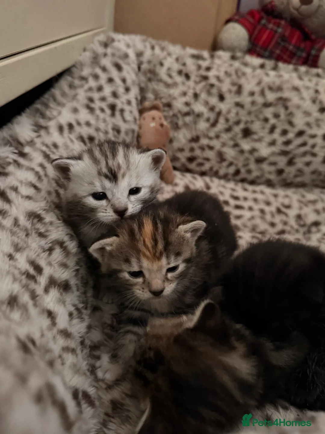 Domestic Shorthair cats for sale: 4 beautiful tabby kittens.   - Advert 2