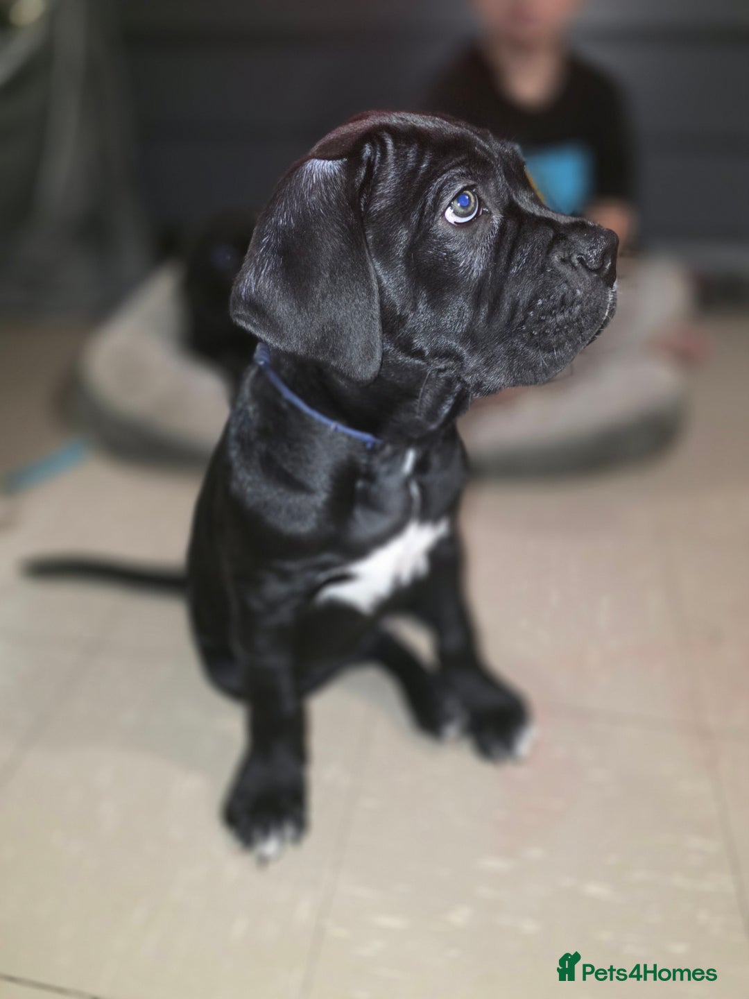 Cane Corso dogs for sale: Gorgeous cane corso puppies  - Advert 2