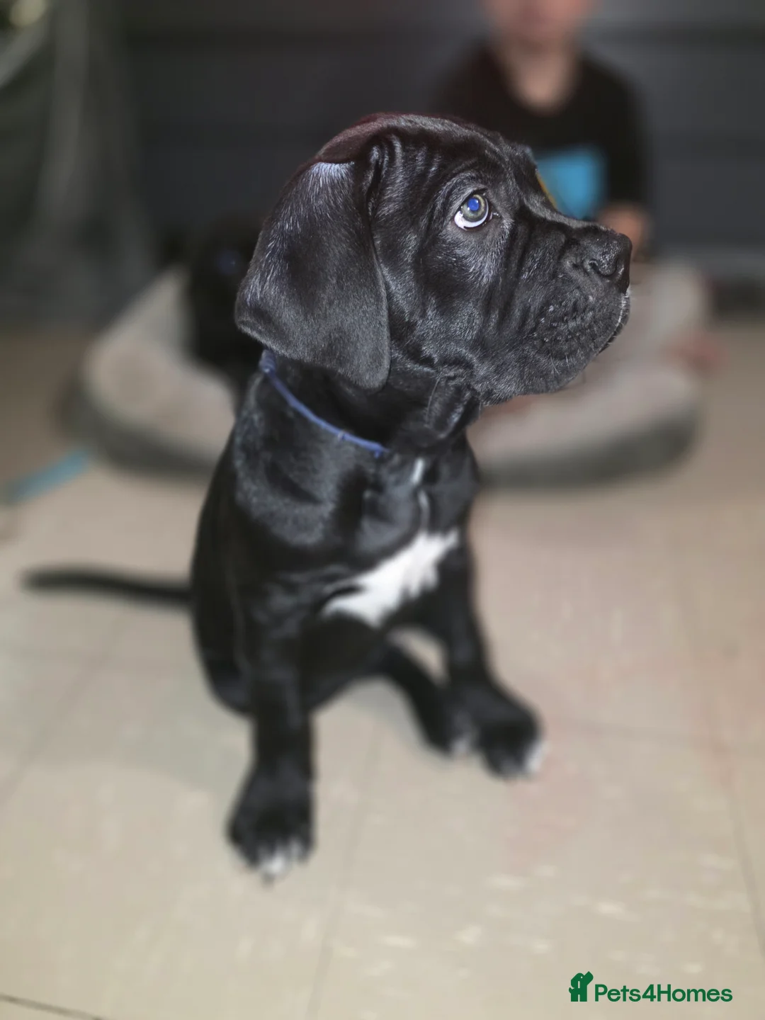 Cane Corso dogs for sale: Gorgeous cane corso puppies  - Advert 5