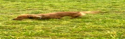 Miniature Dachshund dogs for sale: Miniature dachshund-Adult - Advert 6