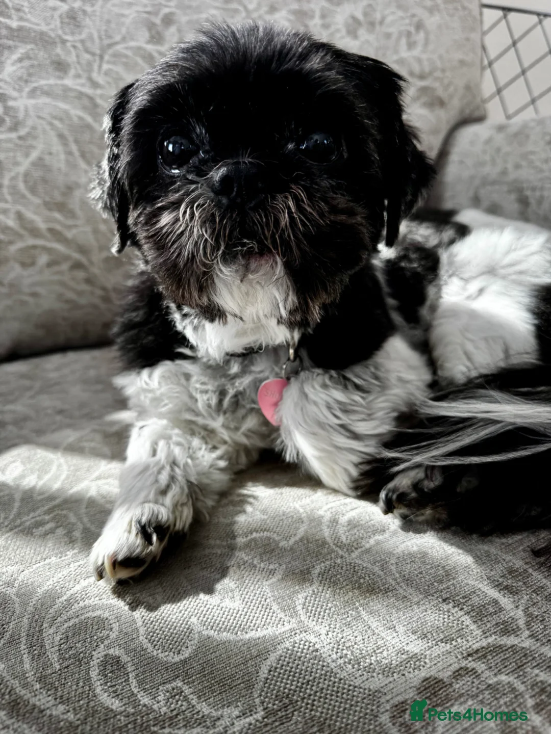 Shih Tzu dogs for sale: Adult female Shih Tzu for good home - Advert 2