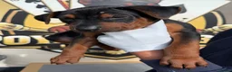 Chinese Red Dog dogs for sale: 2 CHINESE RED DOG GIRLS LEFT 🇨🇳 🐶 ( AVAILABLE ) - Advert 14