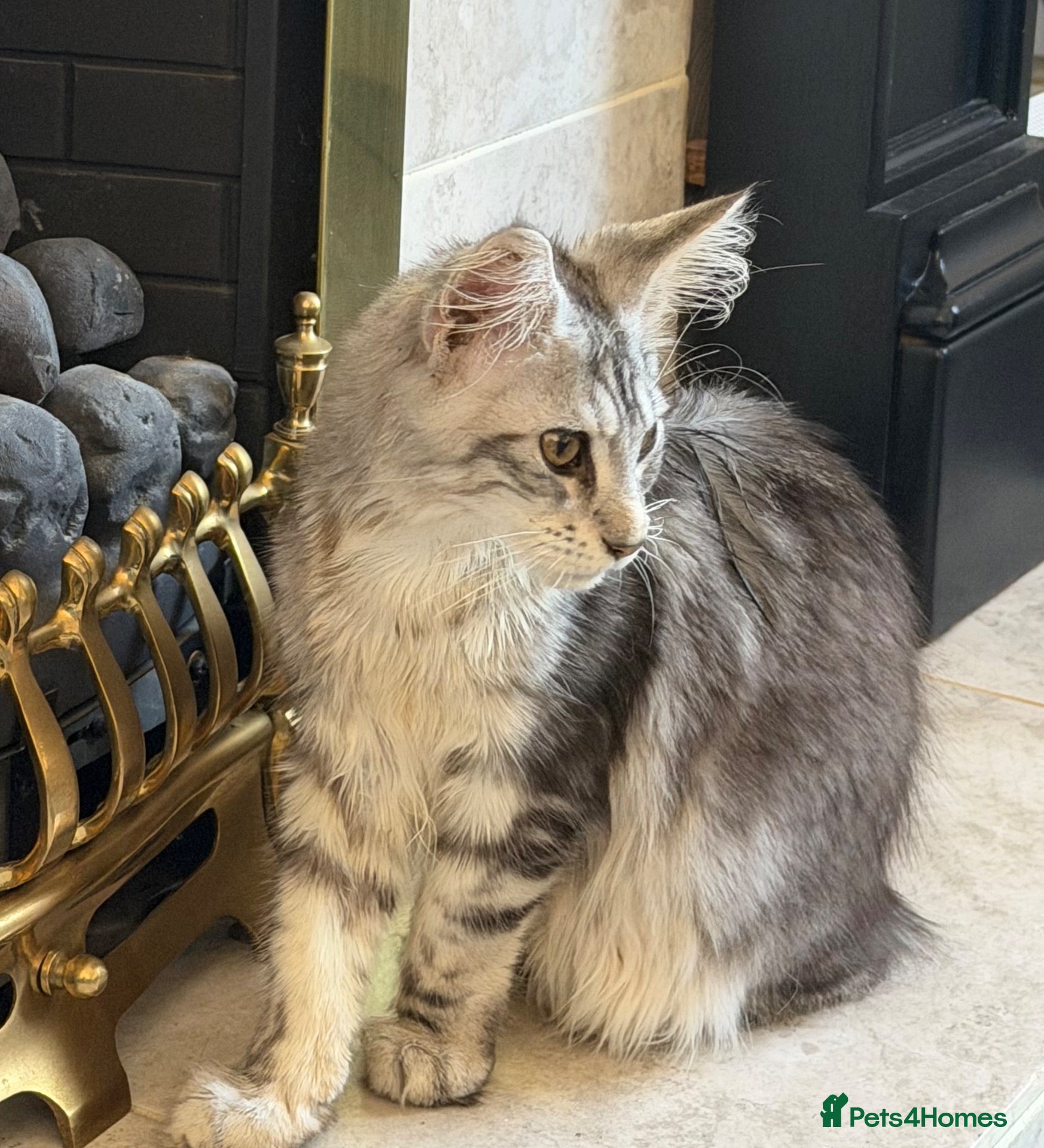 Maine Coon cats 1 lovely boy  - Advert 2