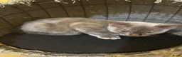 Bengal cats for sale: Champion GCCF Registered Silver Blue Bengal Kitten - Advert 5