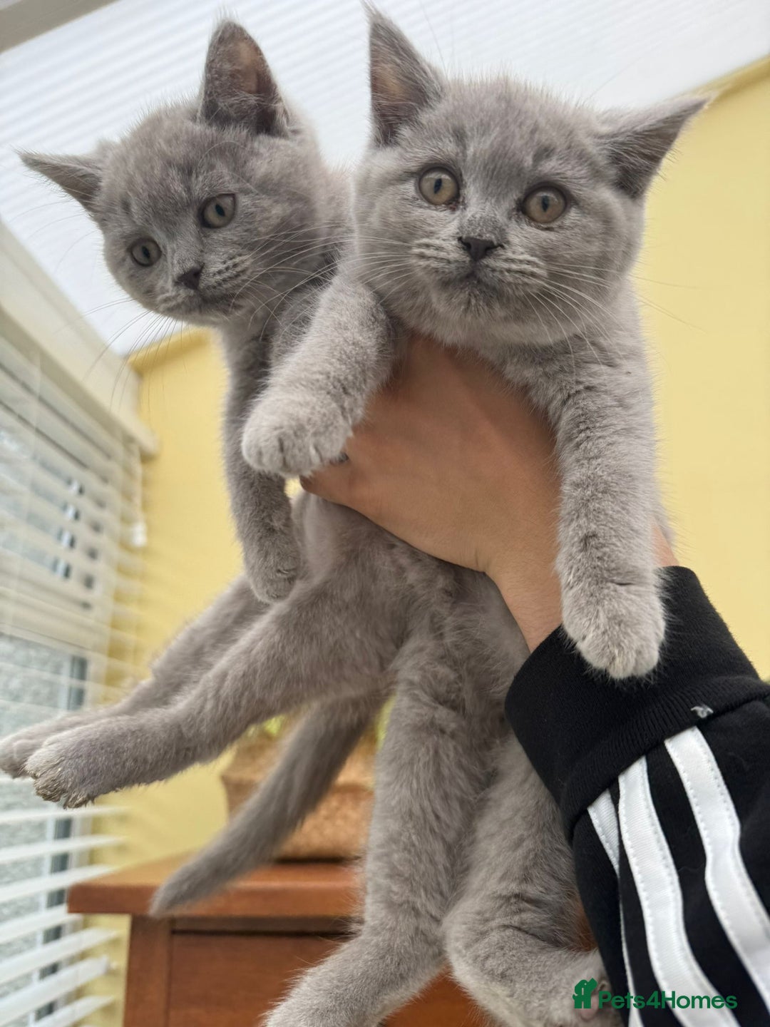 British Longhair cats for sale: British long haired  - Image 14