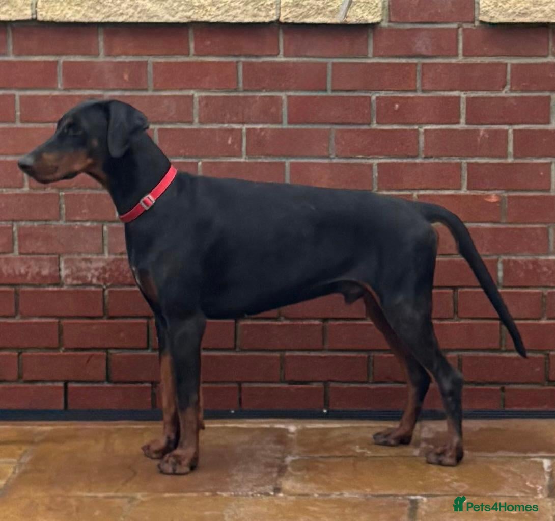 Dobermann dogs Top Quality black & Tan Male Dobermann - Advert 13