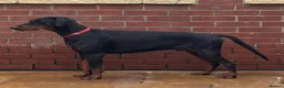 Dobermann dogs for sale: Top Quality black & Tan Male Dobermann - Advert 1