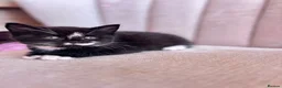 British Shorthair cats for sale: British Shorthair Ragdoll Kittens - Advert 11