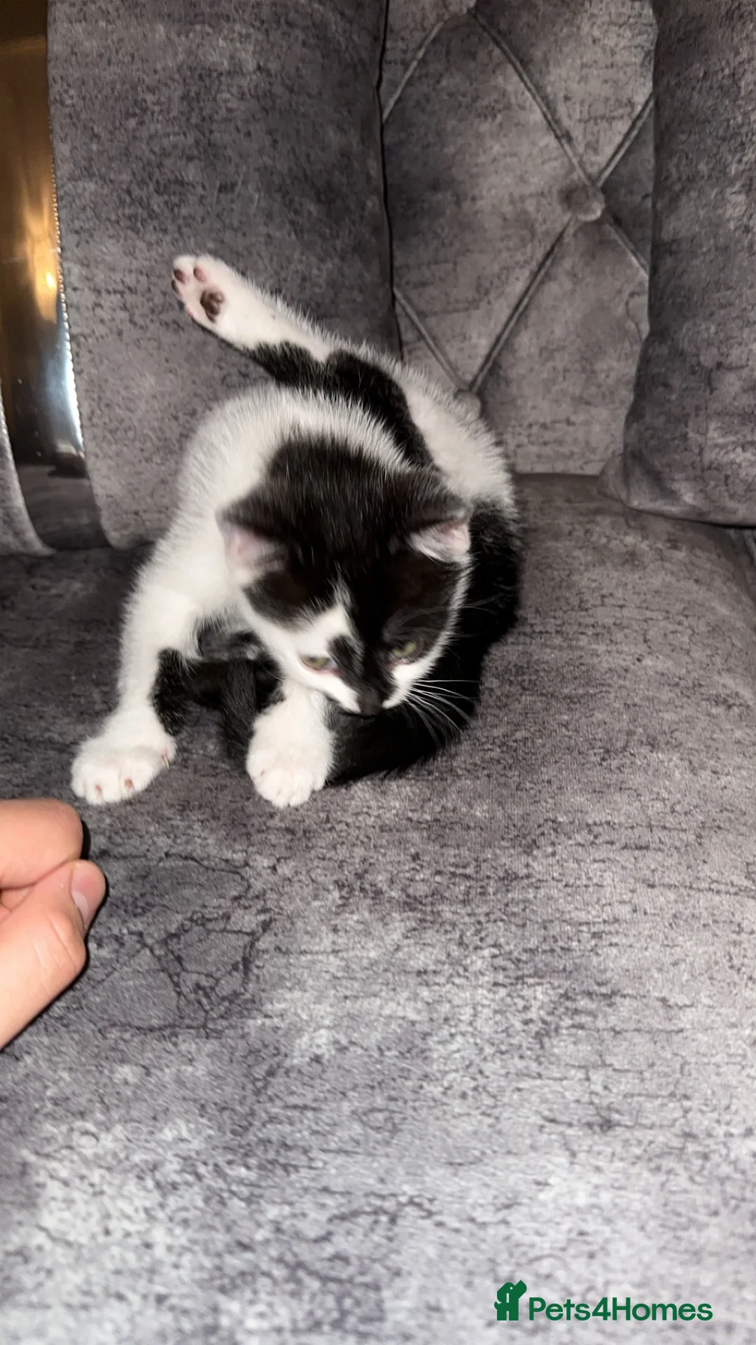 Domestic Shorthair cats for sale: Gorgeous tabby and British shorthair kitten - Advert 26