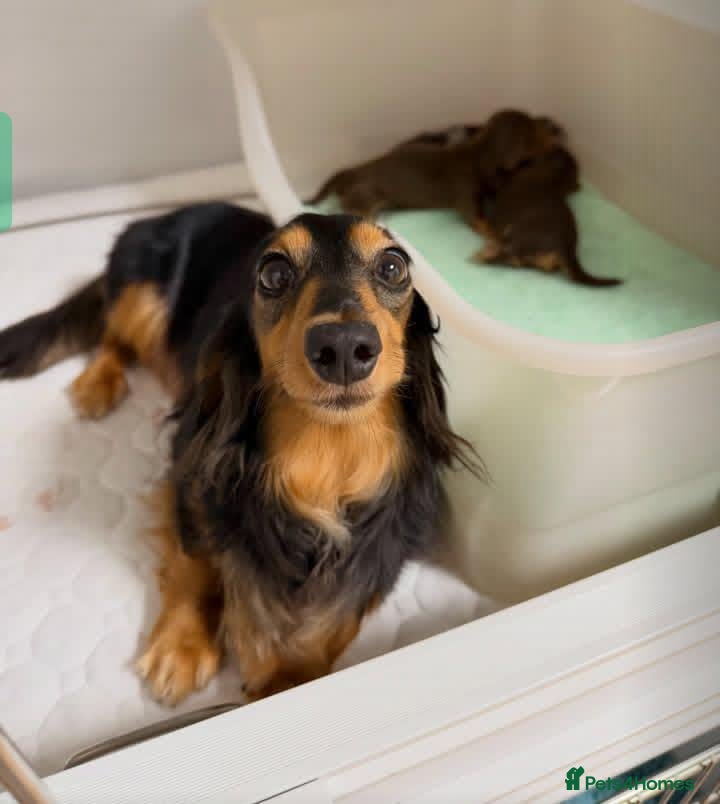 Dachshund dogs for sale: Adorable pure long-haired Dachshund  - Advert 8