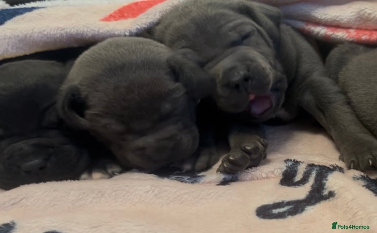 Mixed Breed dogs - Advert 2