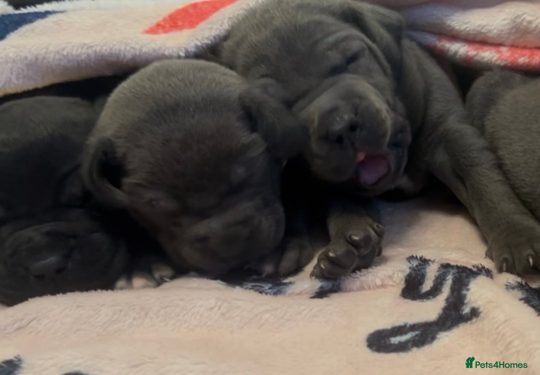 Mixed Breed dogs for sale: Cane Corse X puppies  - Image 1